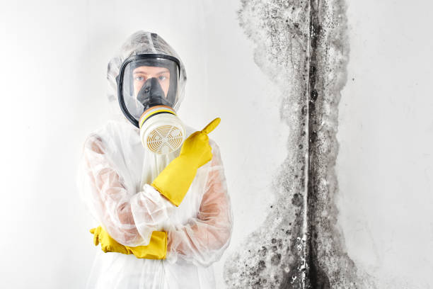 Why You Should Choose Our Mold Remediation Services in Yreka, CA