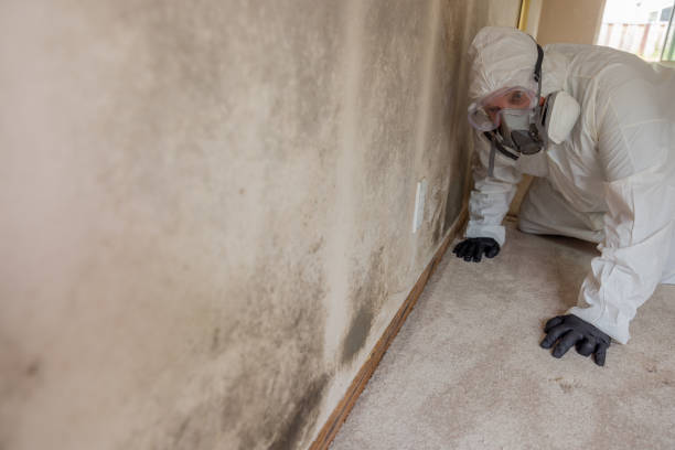 Professional Mold Removal in Yreka, CA